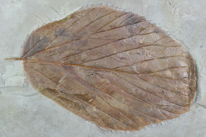 Fossil Leaf (Beringiaphyllum) - Montana #101966